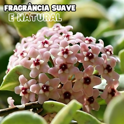 OrchidGlobe| Sementes de Esfera de Orquídea