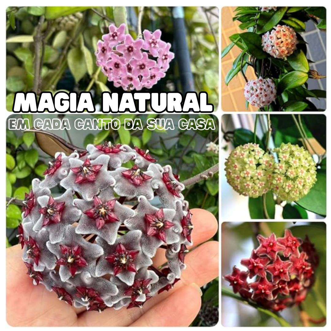 OrchidGlobe| Sementes de Esfera de Orquídea