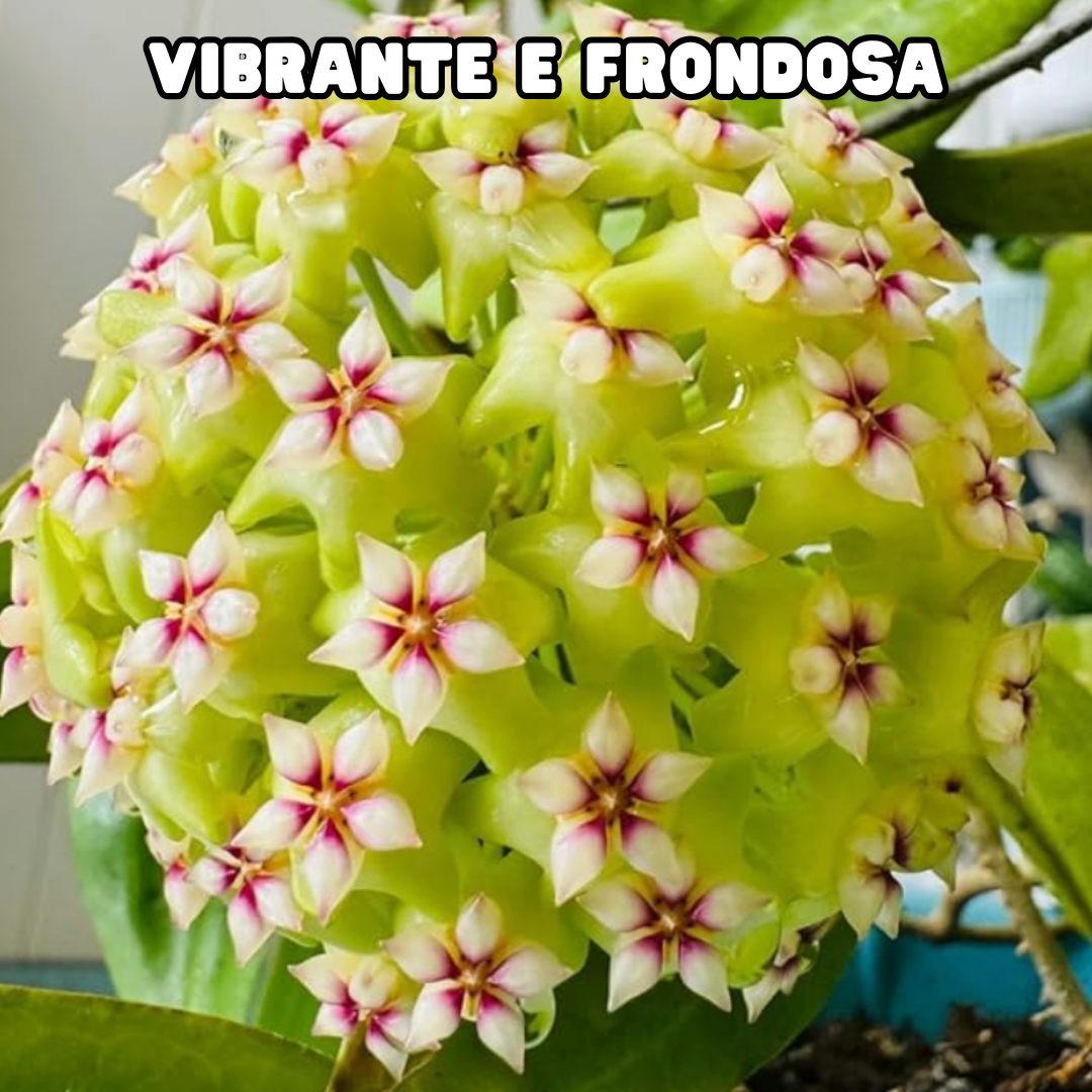 OrchidGlobe| Sementes de Esfera de Orquídea