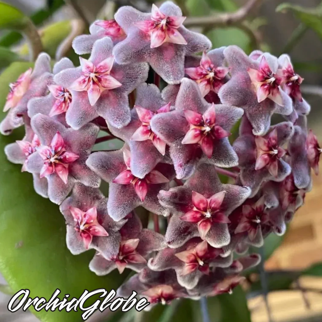 OrchidGlobe| Sementes de Esfera de Orquídea