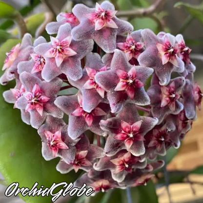 OrchidGlobe| Sementes de Esfera de Orquídea