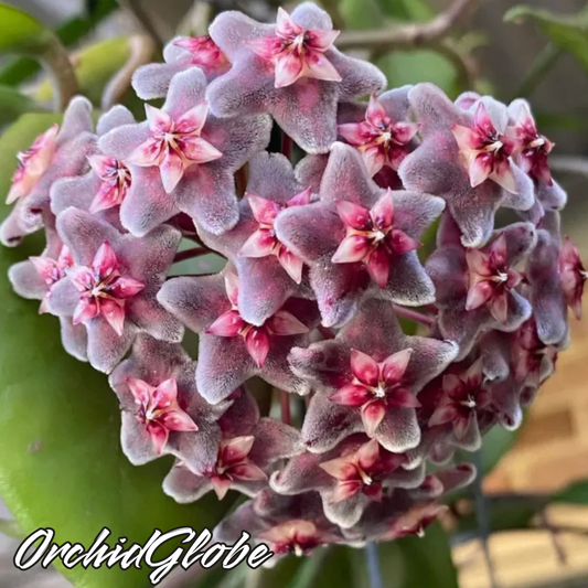 OrchidGlobe| Sementes de Esfera de Orquídea