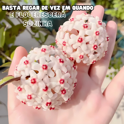 OrchidGlobe| Sementes de Esfera de Orquídea