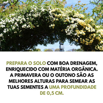 Banksiae™ | Sementes de Rosa Cascata